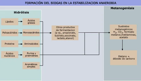 Diferencia entre la digestión anaeróbica y la fermentación