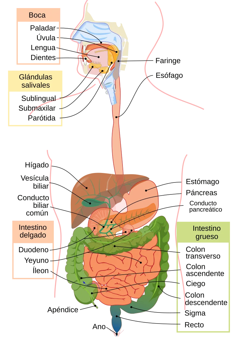 Diferencia entre la digestión en el estómago y la digestión en el intestino