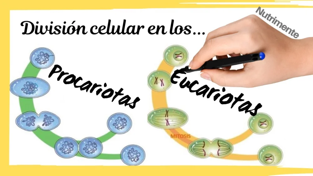 Diferencia entre la división celular procariota y eucariota