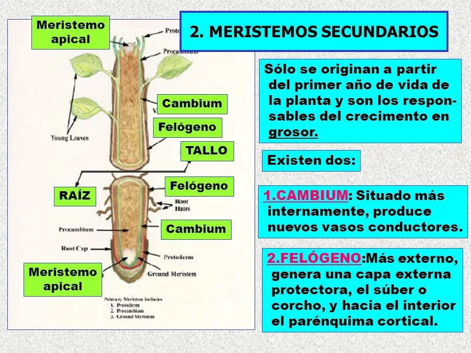 Diferencia entre meristemo primario y secundario