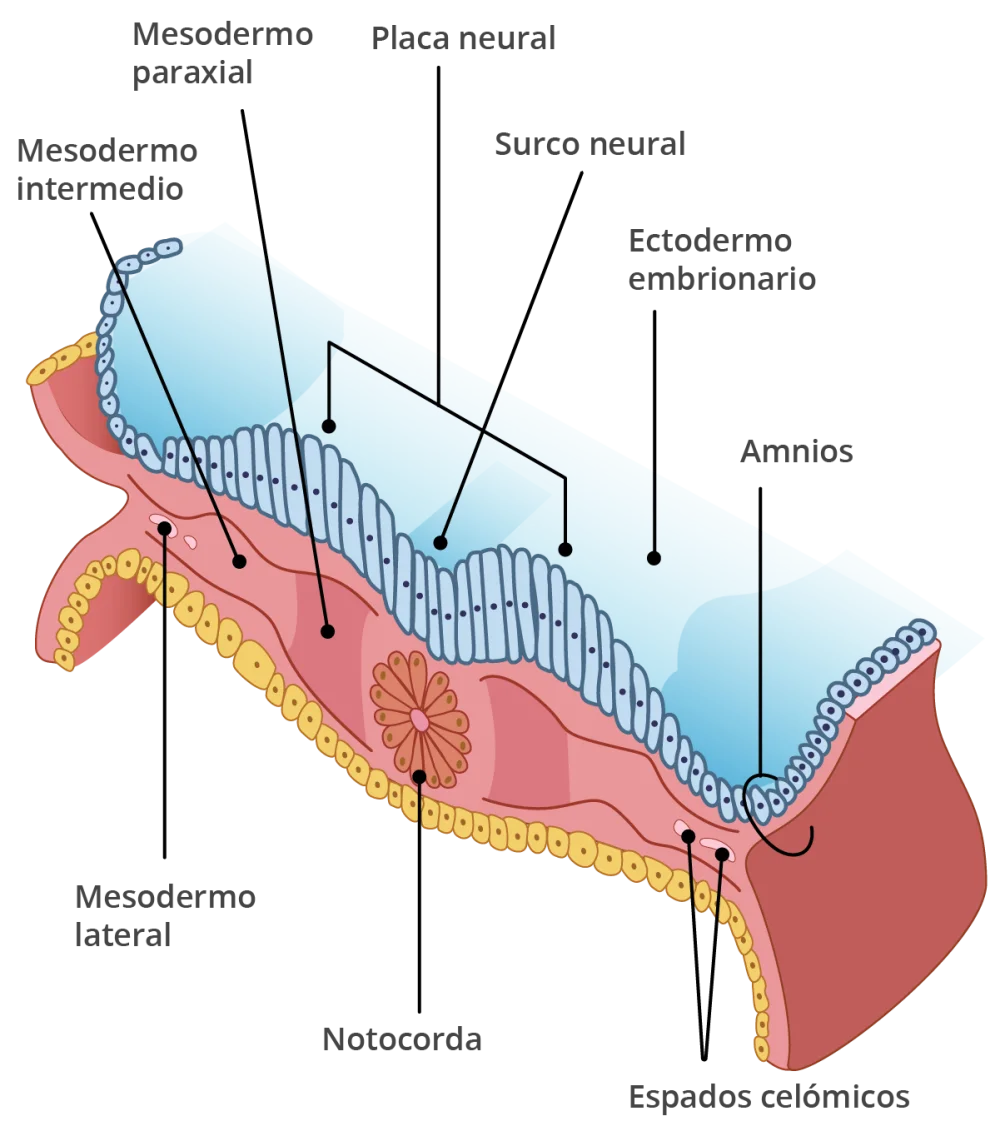 Diferencia entre mesénquima y mesodermo