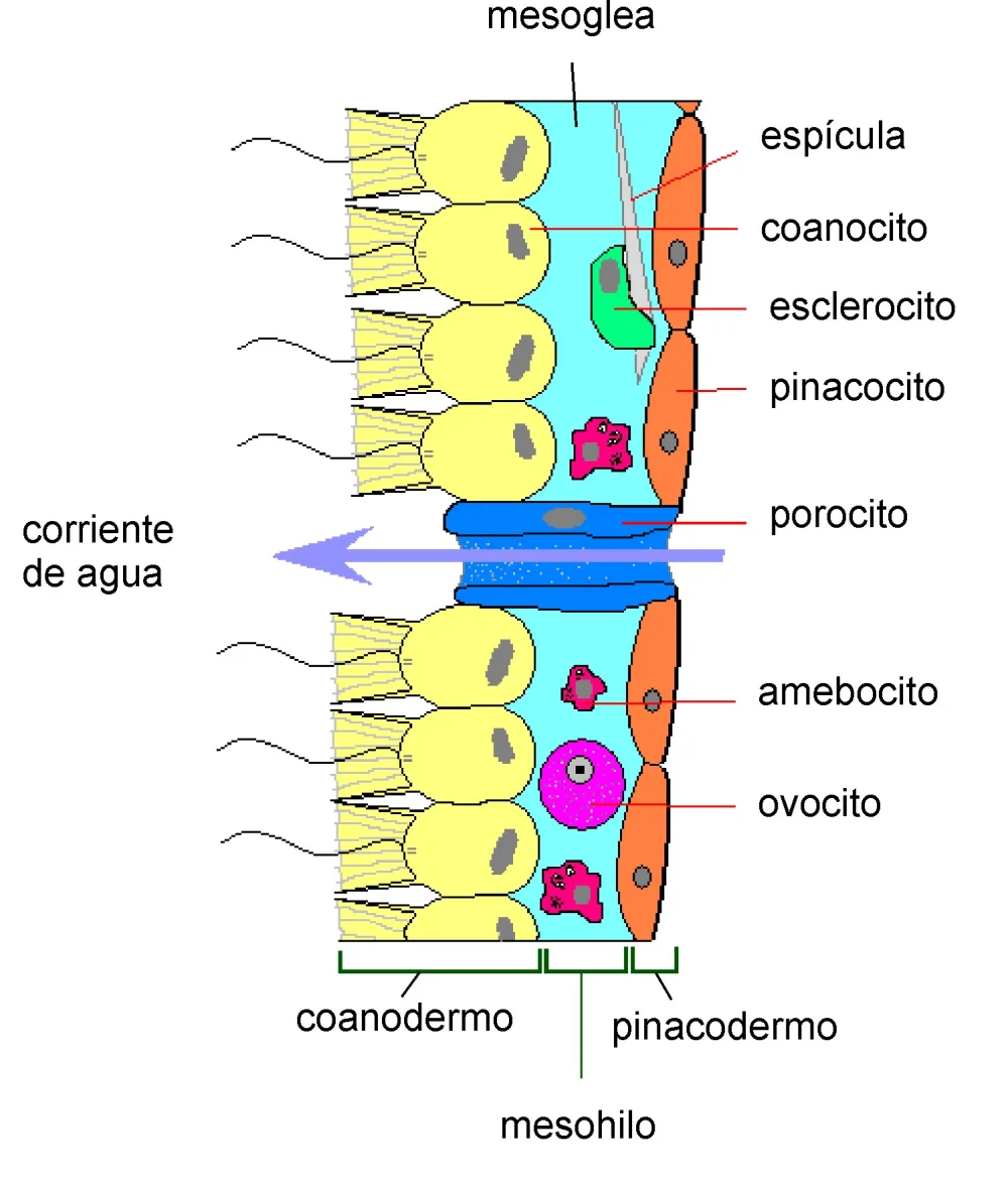 Diferencia entre mesoglea en cnidarios y mesohilo en poríferos