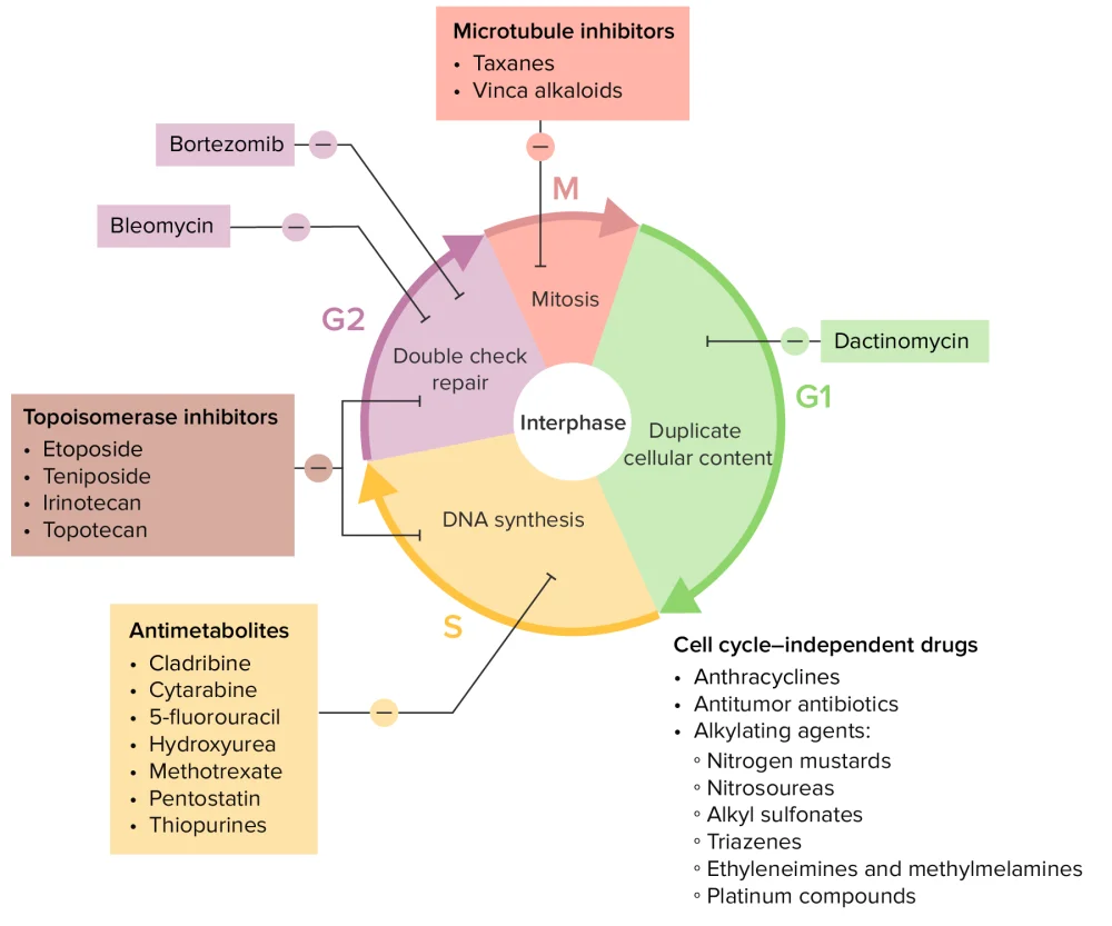 Diferencia entre metabolitos y antimetabolitos