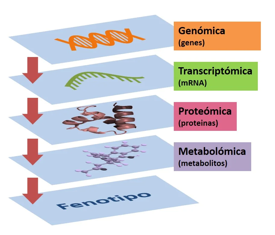 Diferencia entre metabolómica y metabonómica
