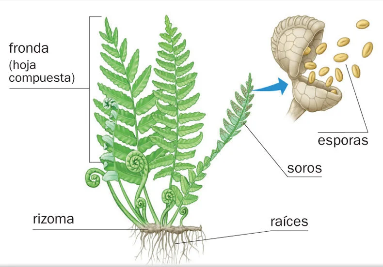 Diferencia entre pteridofitas homosporosas y heterosporosas