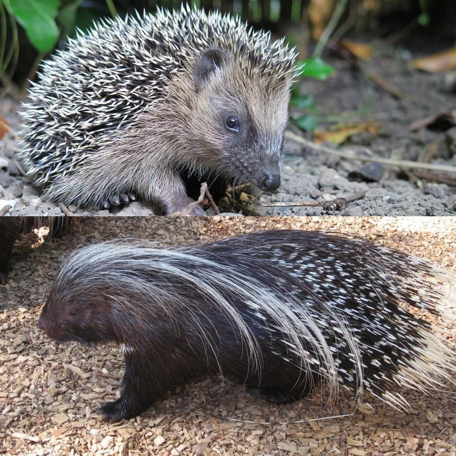 Diferencia entre puercoespín y erizo