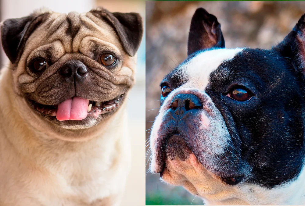 Diferencia entre Pug y Bulldog