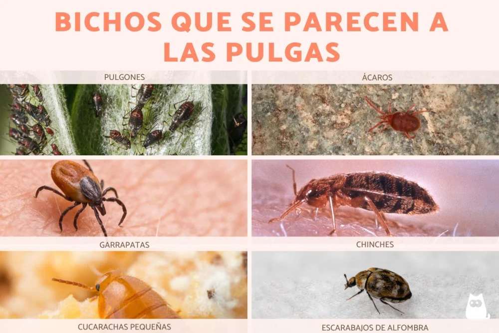 Diferencia entre pulgas y ácaros