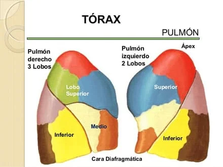 Diferencia entre pulmón derecho e izquierdo