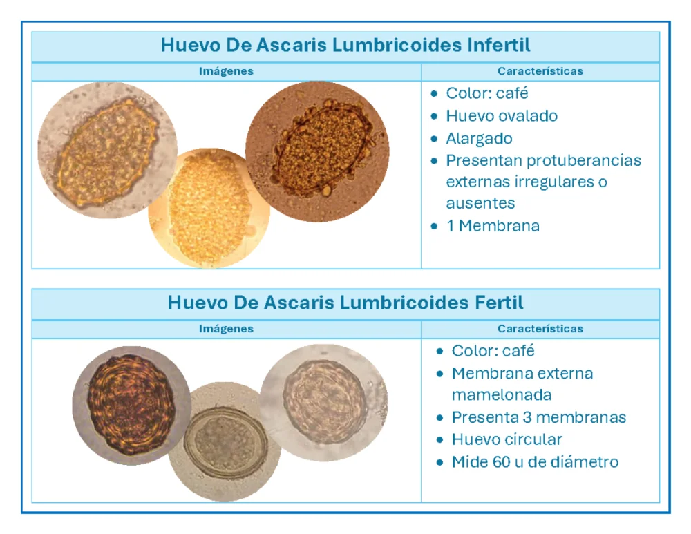 Diferencia entre un óvulo fecundado y uno no fecundado de Ascaris lumbricoides