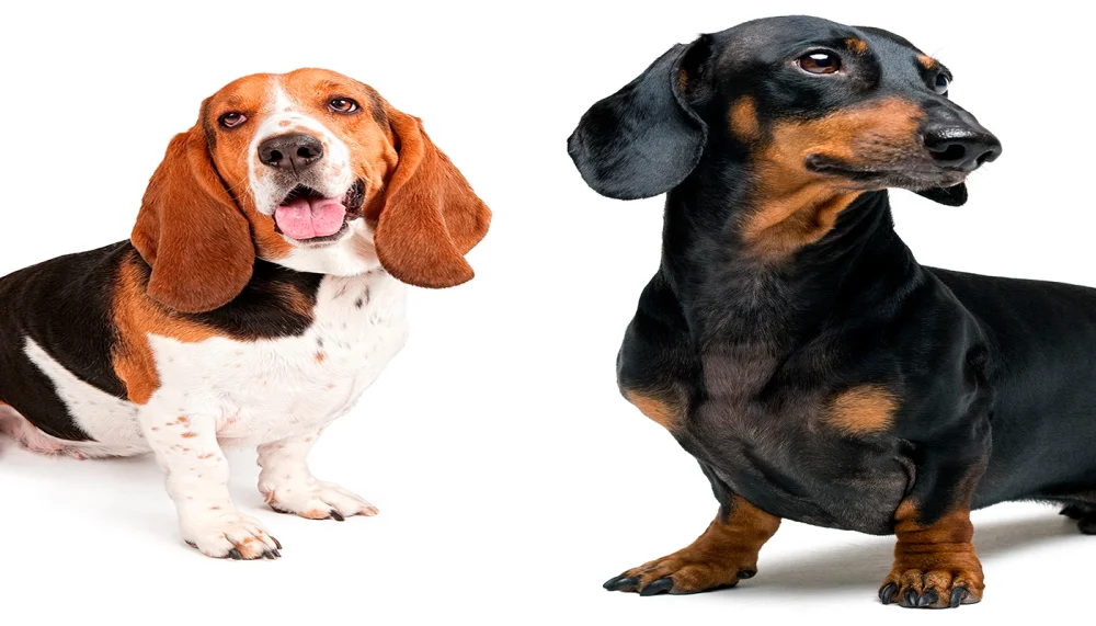 Diferencia entre un perro salchicha y un perro salchicha