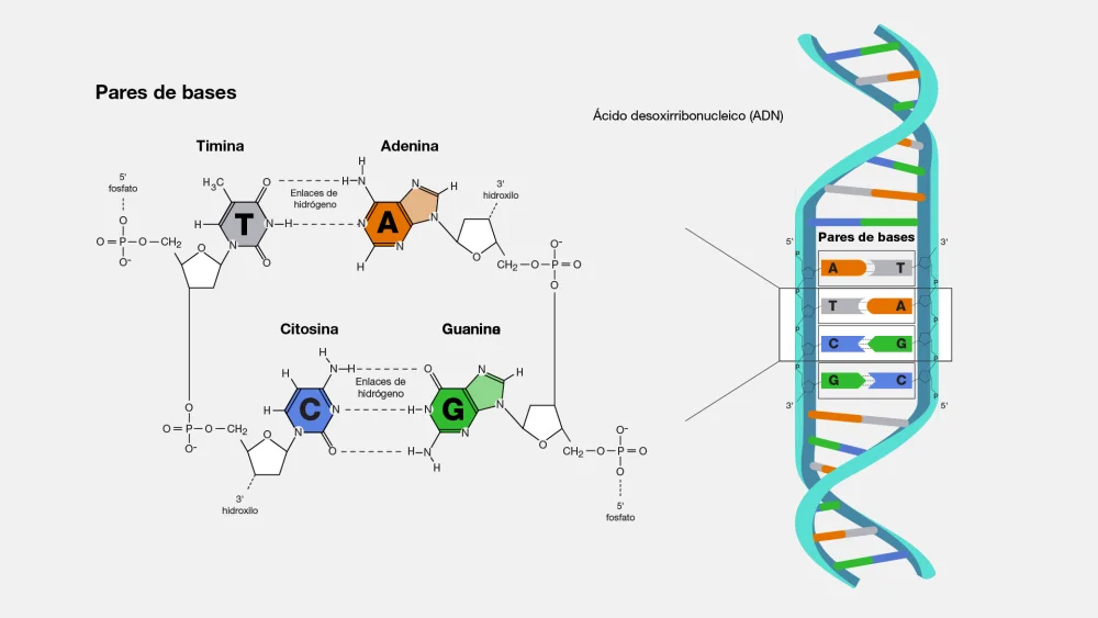 ¿Cómo se aparean los nucleótidos en el ADN?