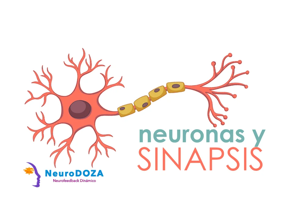 ¿Cómo se comunican las neuronas entre sí?