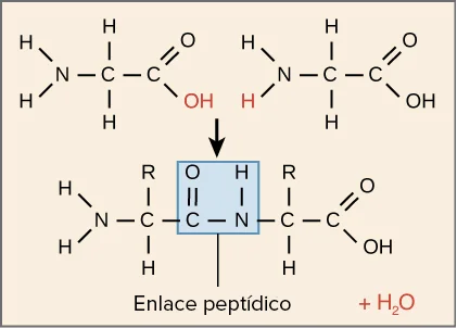 ¿Cómo se construyen las proteínas a partir de aminoácidos?