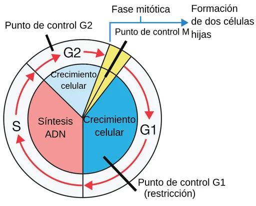 ¿Cómo se controla el ciclo celular en las células normales?