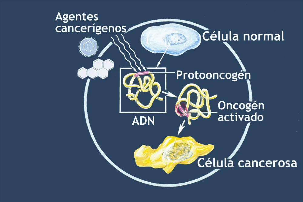 ¿Cómo se convierten los protoncogenes en oncogenes?