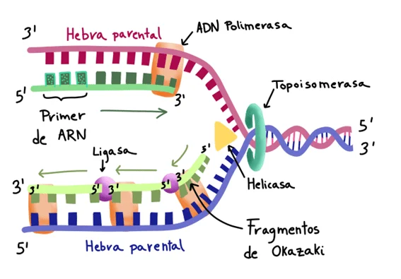 ¿Cómo se desenrolla el ADN y permanece desenrollado?