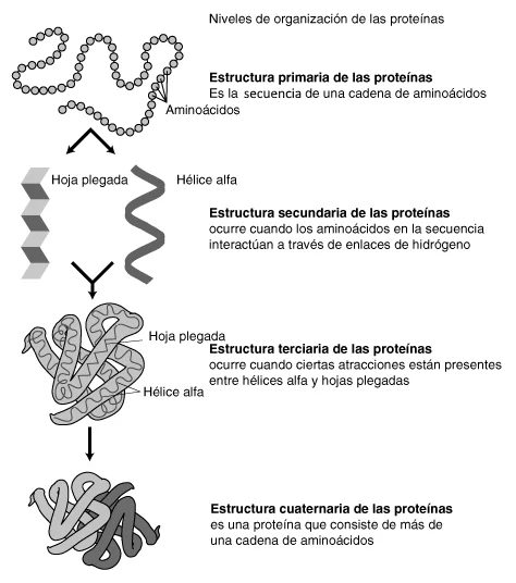 ¿Cómo se distinguen las proteínas entre sí?