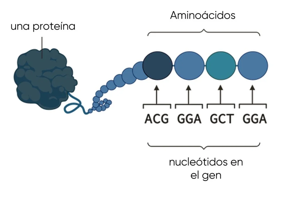 ¿Cómo se expresa un gen para producir una proteína?