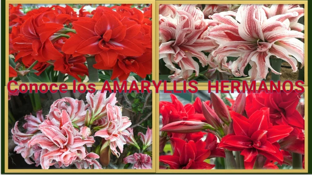 Diferencia entre Amaryllis y Hippeastrum