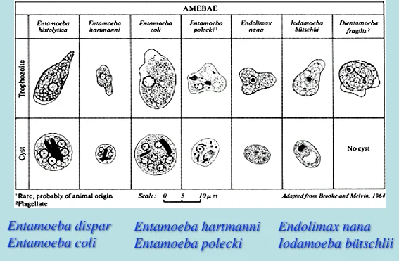 Diferencia entre ameba y entamoeba