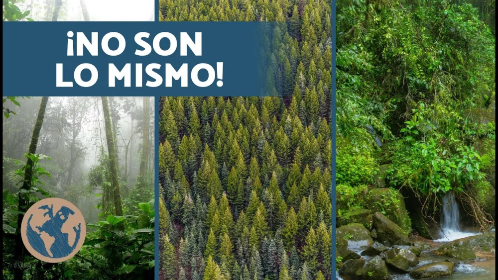 Diferencia entre bosque y jungla