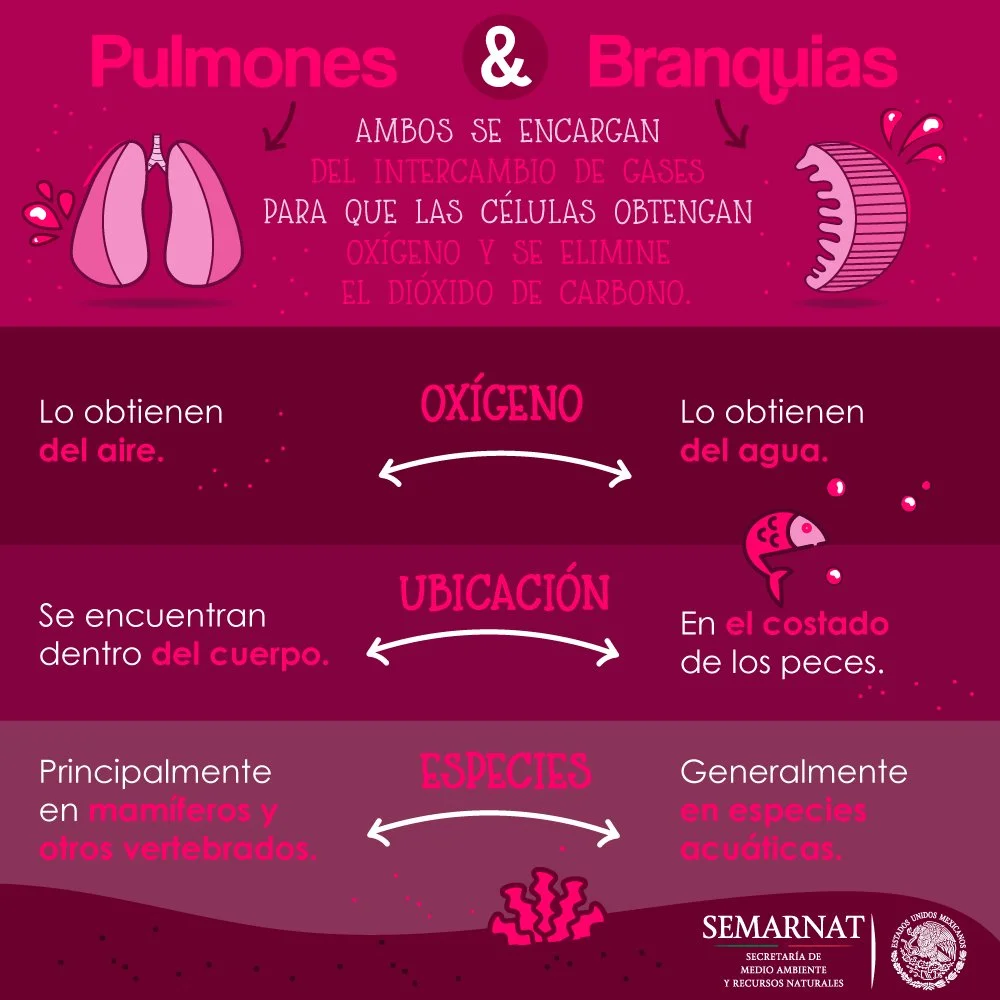 Diferencia entre branquias y pulmones