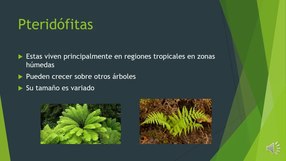 Diferencia entre briofitas y pteridofitas