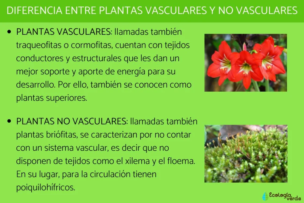 Diferencia entre briofitas y traqueofitas