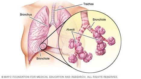 Diferencia entre bronquiolos y alvéolos