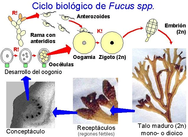 Diferencia entre conceptáculo y receptáculo en Fucus