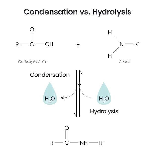 Diferencia entre condensación e hidrólisis