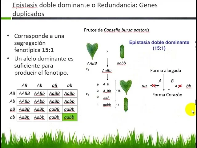 Diferencia entre dominancia y epistasis
