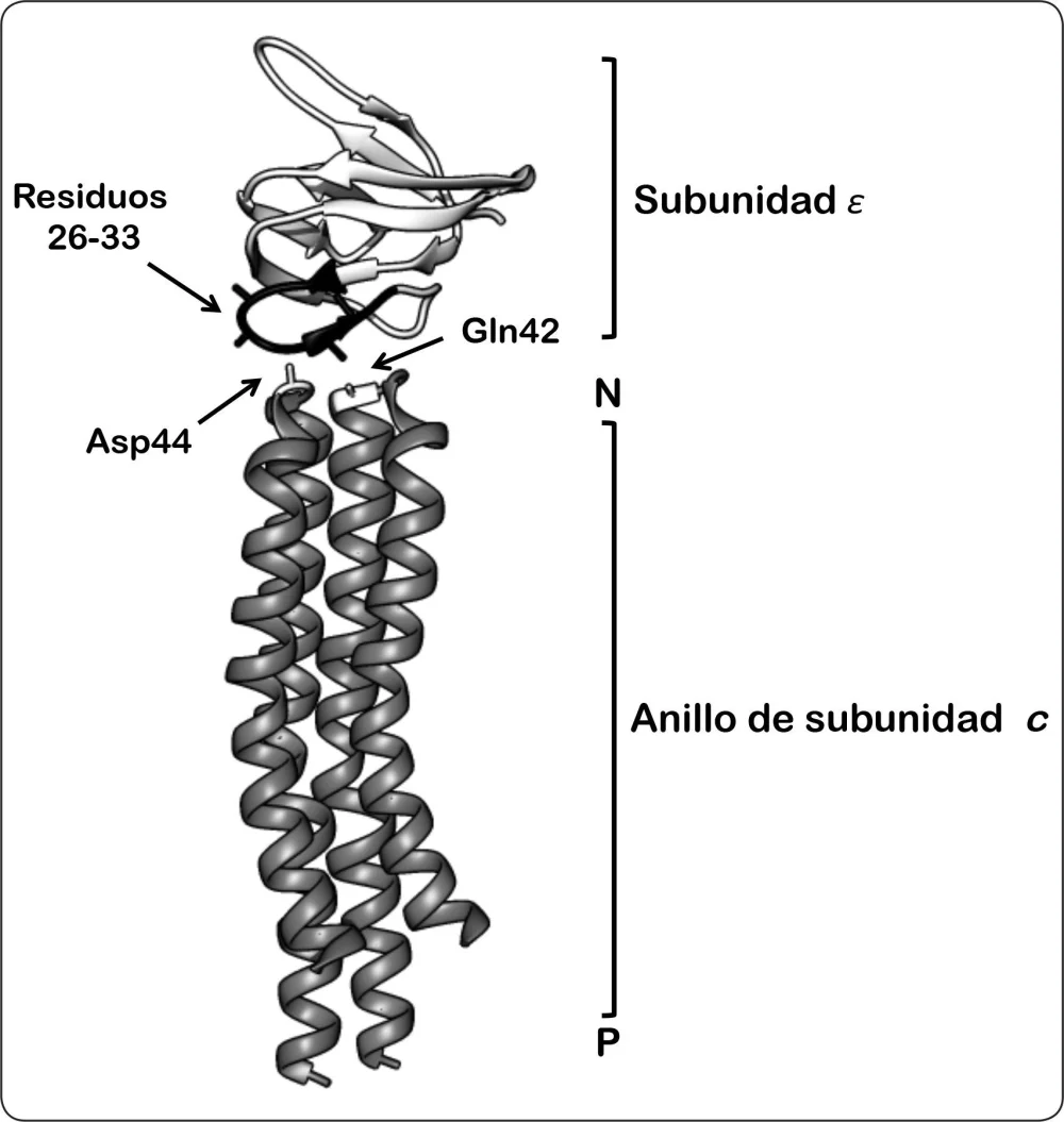 Diferencia entre dominio y subunidad