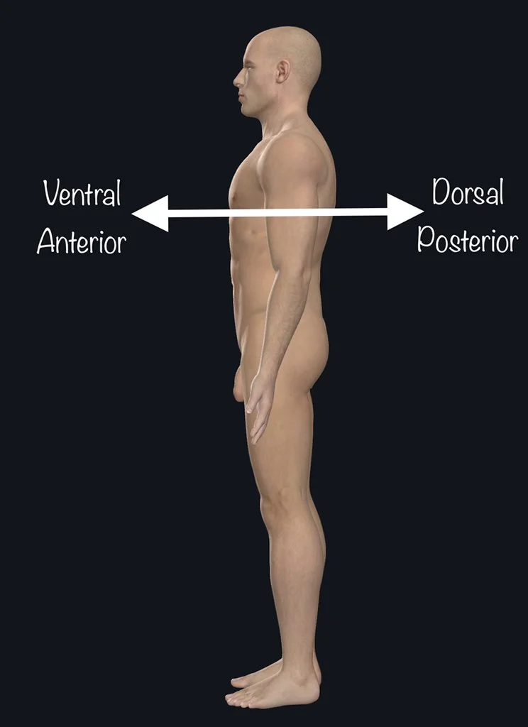 Diferencia entre dorsal y ventral