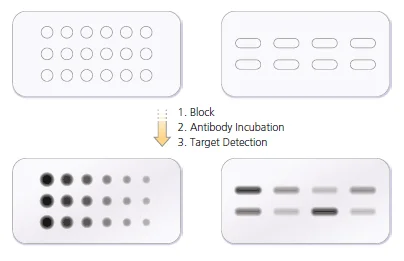 Diferencia entre Dot Blot y Slot Blot