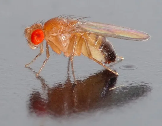 Diferencia entre Drosophila y Neurospora