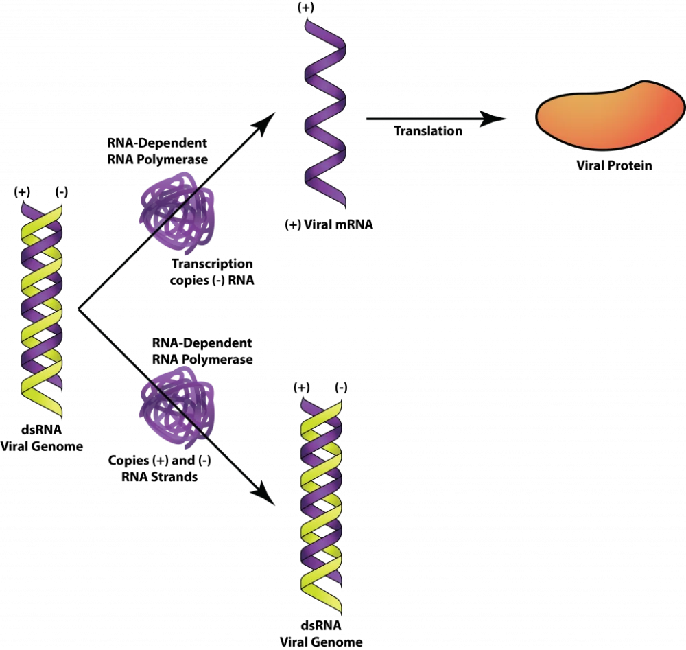 Diferencia entre dsRNA y ssRNA