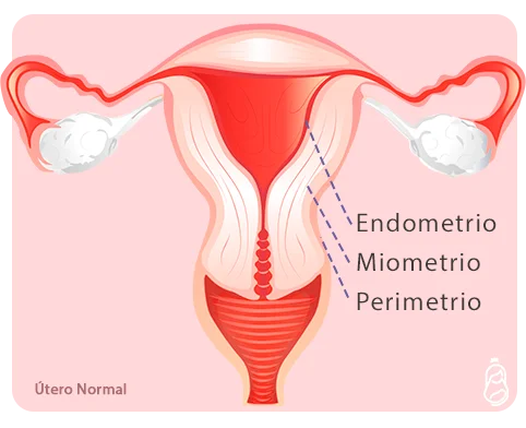 Diferencia entre endometrio y miometrio