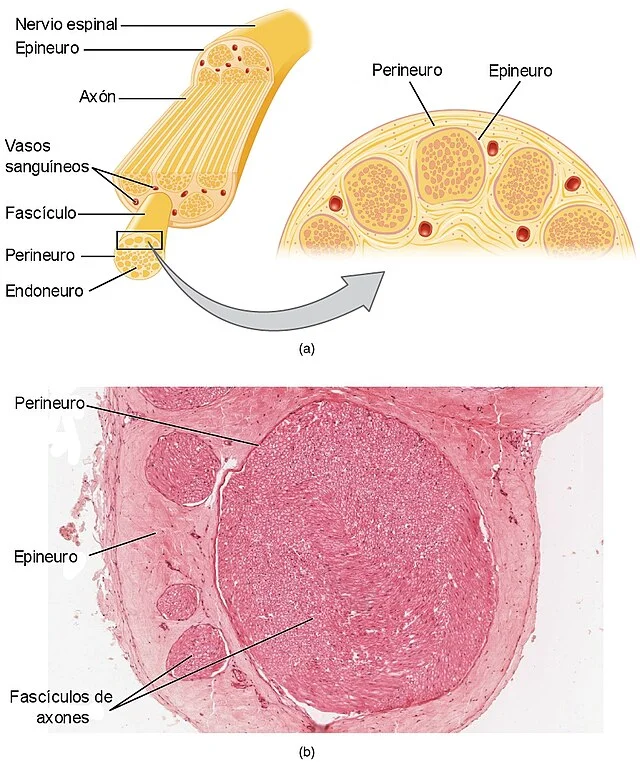 Diferencia entre endoneuro perineuro y epineuro