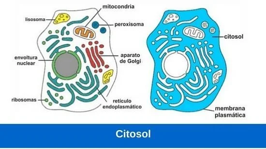 Diferencia entre endoplasma y ectoplasma