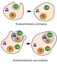 Diferencia entre endosimbiosis primaria y secundaria
