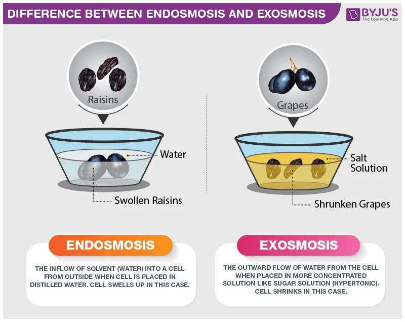 Diferencia entre endósmosis y exósmosis