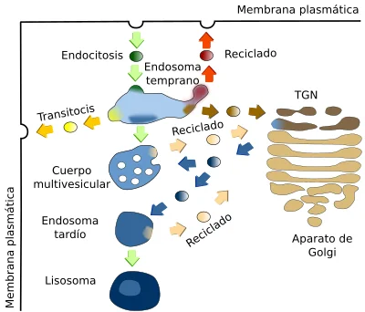 Diferencia entre endosoma y lisosoma