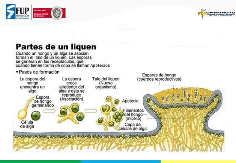 Diferencia entre fotobionte y micobionte