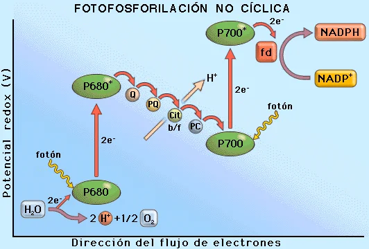 Diferencia entre fotofosforilación cíclica y no cíclica