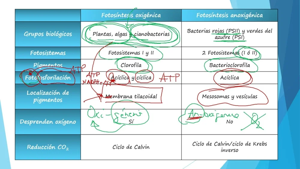 Diferencia entre fotosíntesis oxigénica y anoxigénica