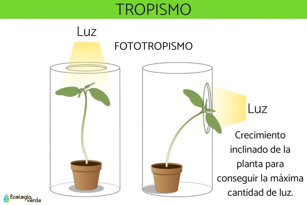 Diferencia entre fototropismo y geotropismo