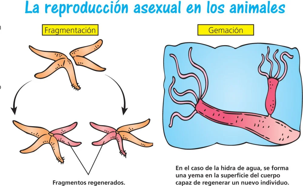 Diferencia entre fragmentación y regeneración