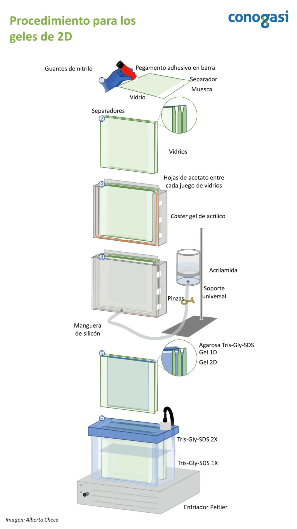 Diferencia entre la electroforesis en gel 1D y 2D